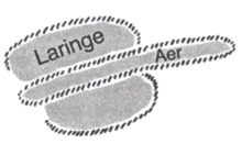 laringele